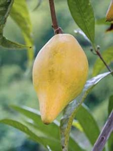 Eggfruit - Canistel On The Tree