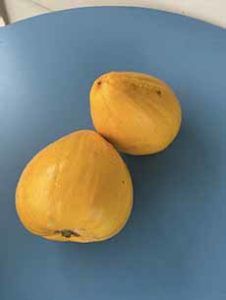 Eggfruits - Canistel