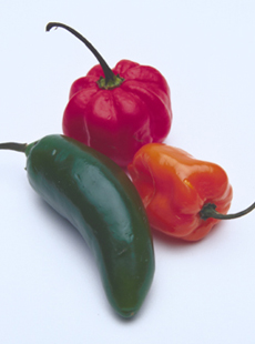 Three Chile Peppers: Jalapeno, Habanero, Scotch Bonnet