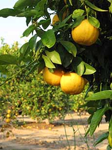 Bergamot Orange Tree