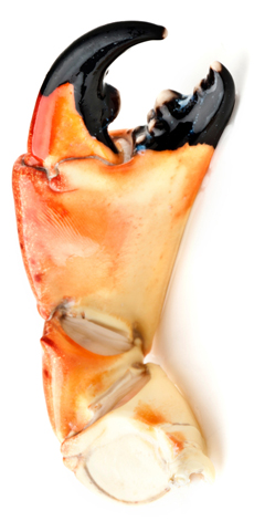 Florida-Stone-Crab-claw-frugeseafood-230r