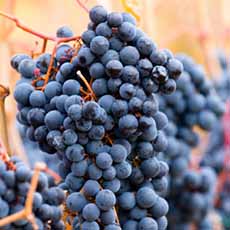 A Cluster Of Syrah Grapes