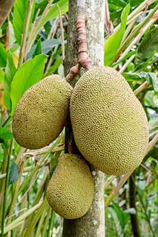 Jackfruit Hanging On The Tree