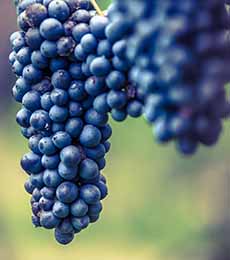 Lambrusco grapes on the vine