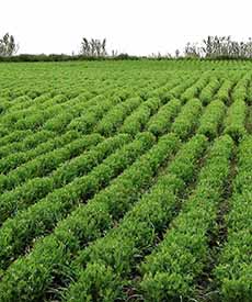 Lentils Growing In Field