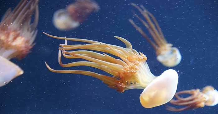 Live Edible Jellyfish