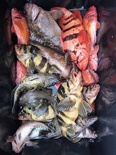 Different Species Of Rockfish In A Tray