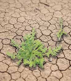 Spinacia tetranda, wild spinach