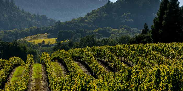 Wallace Ranch Zinfandel Dry Creek Vineyards