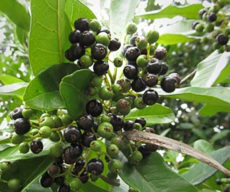 The Jamaican pimento bush, the source of allspice berries