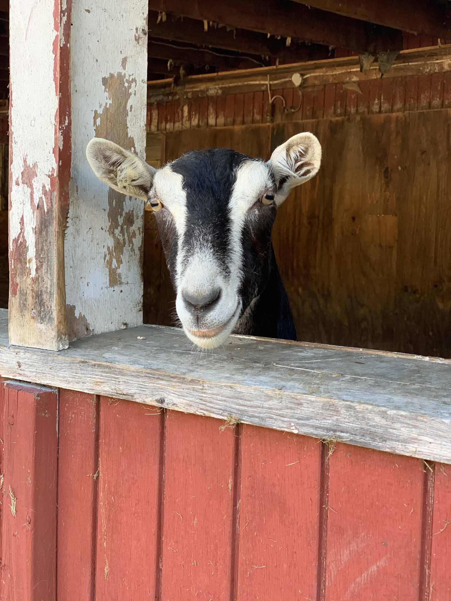 An Adorable Alpine Goat In A Barn