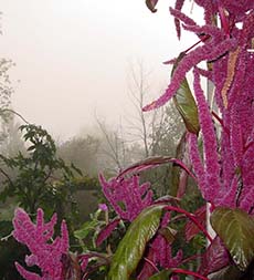 Amaranth Plant