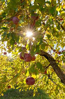 Apple Tree