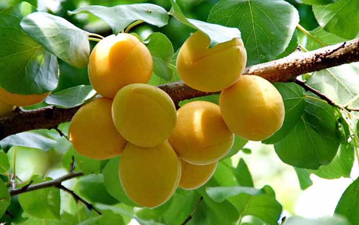 Apricots On The Tree
