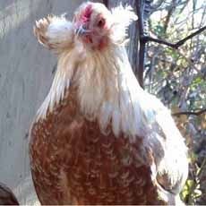Tufted Araucana Chicken