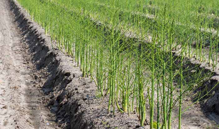 Field Of Asparagus