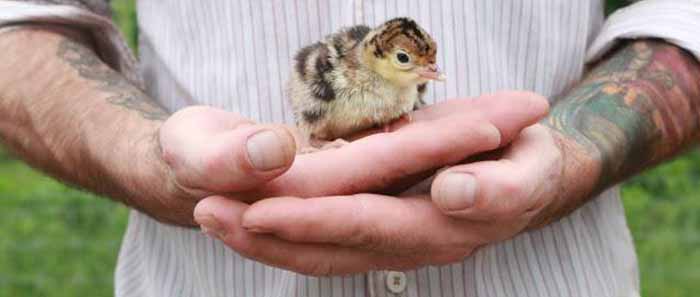 Baby Turkey a.k.a. Poult