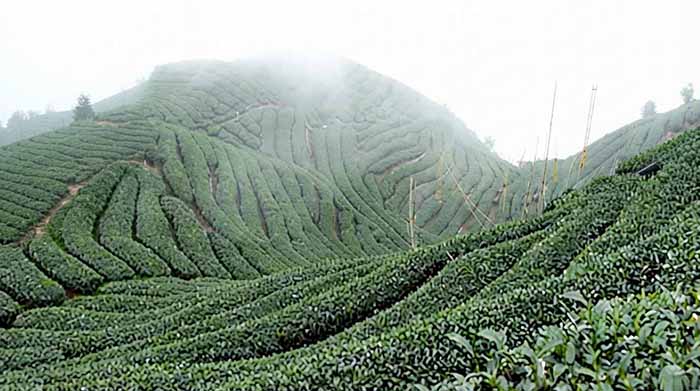 Bagua Tea Garden in Taiwan