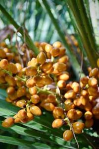 Cluster Of Dates On The Date Palm Tree