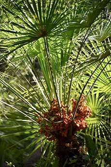 Barhi Date Palm