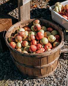A Large Basket Of Just-Picked Apples