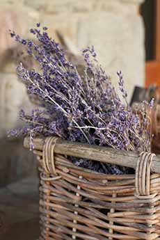 Basket Of Lavender