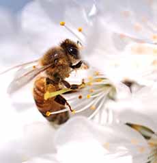 Honeybee taking pollen from a flower