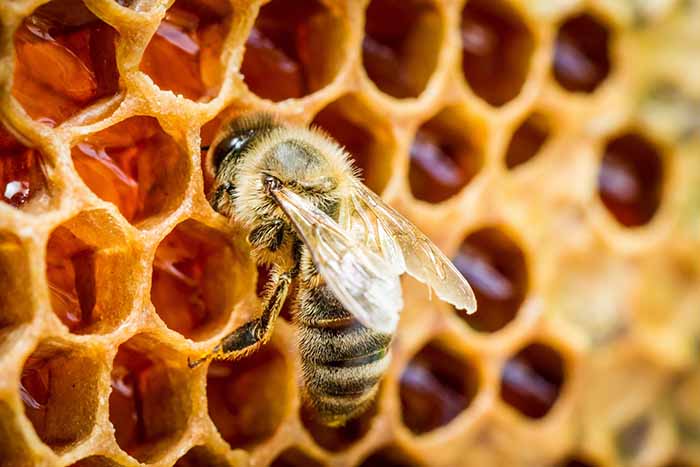 A worker bee making honey in the honeycomb cells