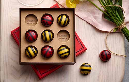 Chocolate Bees & Ladybugs