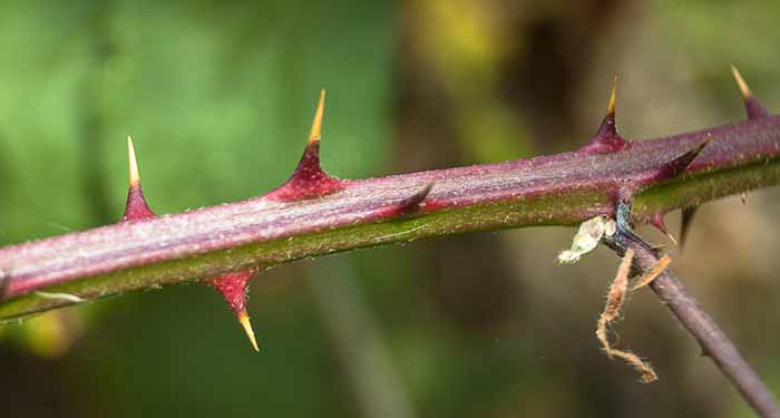 Blackberry branch with thorns.