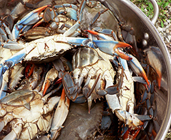 crab - blue crabs in pot