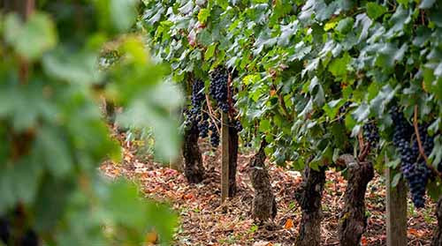Cabernet Sauvignon Grapes In Vineyard