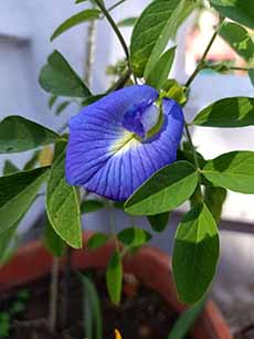Butterfly Pea Flower
