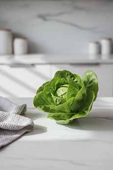 A head of butterhead lettuce