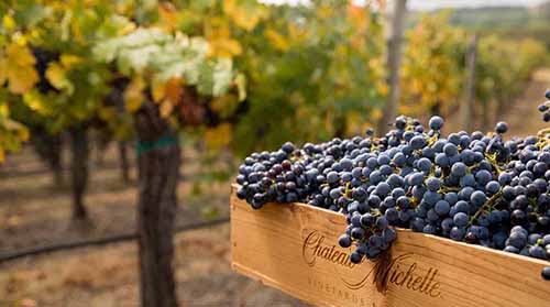 Cabernet Sauvignon Vineyard