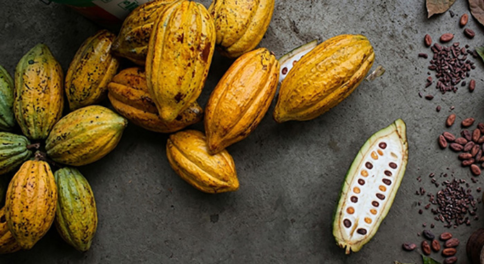 Cacao Cabosse and Beans