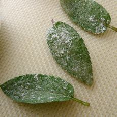 Mint Leaf Garnish
