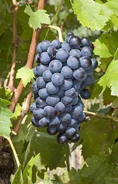 A cluster of Carignan grapes on the vine