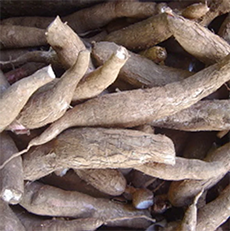 Cassava root, used to make tapioca