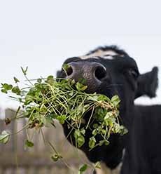 Cow Eating Greens