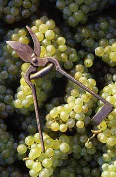 Clusters Of Chardonnay Grapes Harvested In Champagne