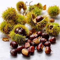 Chestnuts With Husks a.k.a. Burrs