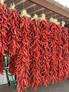 Chimayo chile peppers, hanging to dry