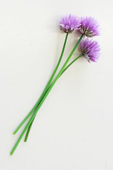 chives-230