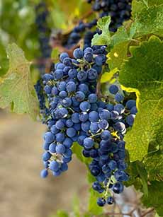 A cluster of Zinfandel grapes on the vine.