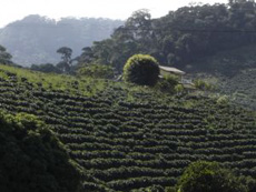 coffee-plantation-230