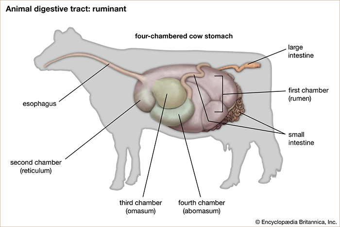 Diagram Of Cow Stomach