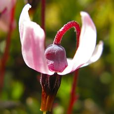 Cranberry Flower
