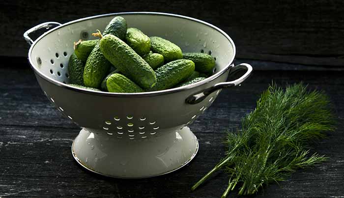 Cucumbers For Pickling & Fresh Dill