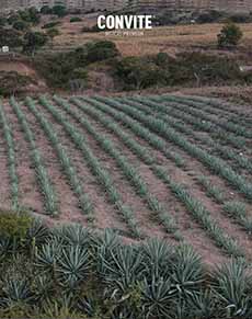 Agave Field For Mezcal